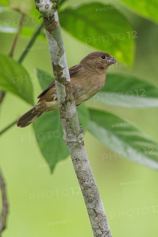 Black-and-white Seedeater (Sporophila luctuosa) perched on a branch in Manu National Park, Peru