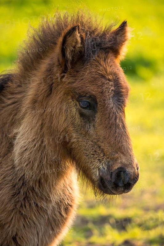 Icelandic horse in a meadow, foal, portrait, colour brown. Evening, golden hour, backlight. Germany