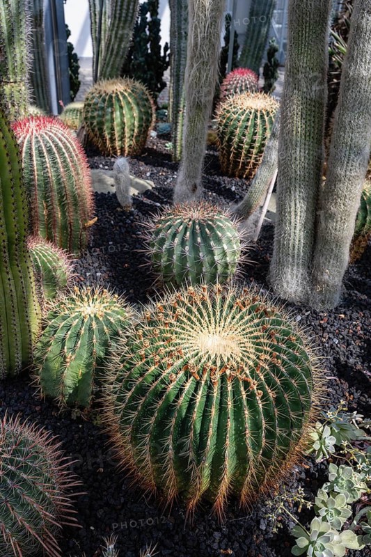 Goldkugel cacti, columnar cacti in the cactus house, plant house from Überlingen am Lake Constance, Überlingen am Lake Constance, Bodenseekreis, Baden-Württemberg, Germany