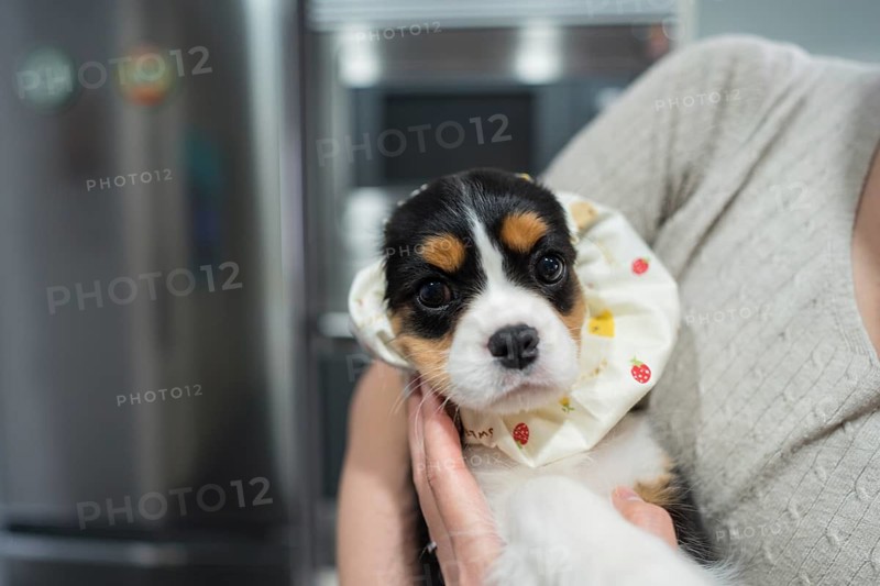 Woman with adorable cavalier king charles spaniel puppy wearing a cute, patterned feeding accessory. This small, charming dog is perfect for pet related themes and animal lover content