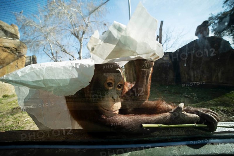 An orangutan sits behind glass inside a zoo enclosure, using a large piece of paper for shade, offering a touching and thought-provoking look at animal behavior in captivity