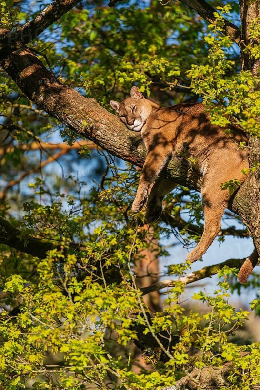 One adult cougar, Puma concolor, rests on a big branch high up in an oak tree