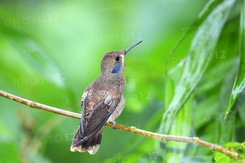 Brown Violet-ear in the rain. Colibri delphinae San Jose, Costa Rica 7 November Adult Trochilidae