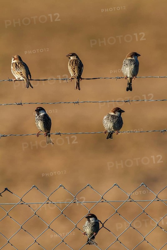 Spanish Sparrow (Passer hispaniolensis) males, Andalusia, Spain