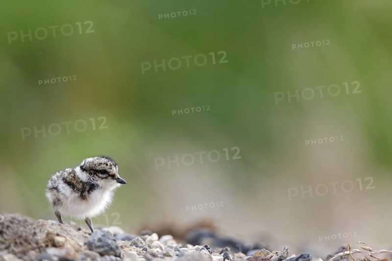 Common Ringed Plover (Charadrius hiaticula) chick, Iceland