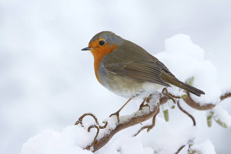 European Robin (Erithacus rubecula), Utrecht, Netherlands