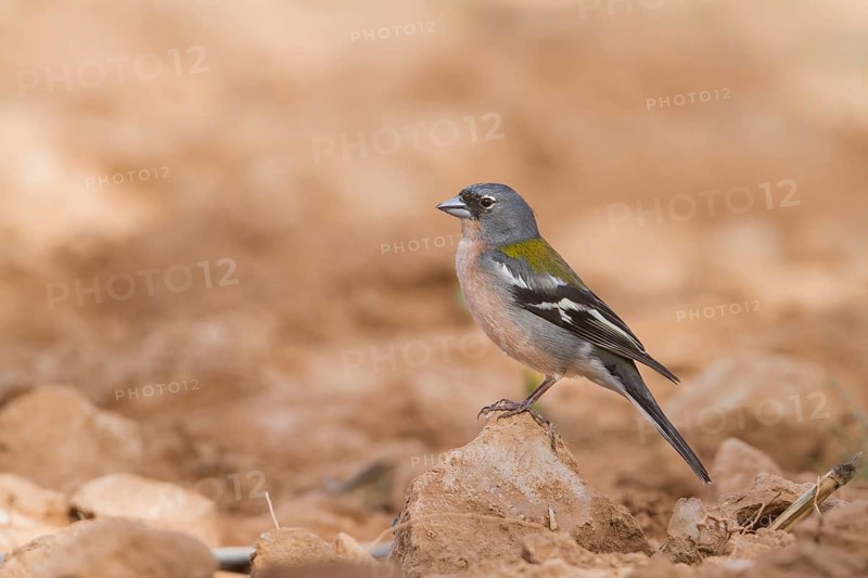 Atlas Chaffinch - Afrikanischer Buchfink - Fringilla coelebs ssp. africana, Morocco, adult male