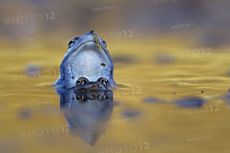 Moor Frog (Rana arvalis) pair mating in spawning pond, Saxony-Anhalt, Germany