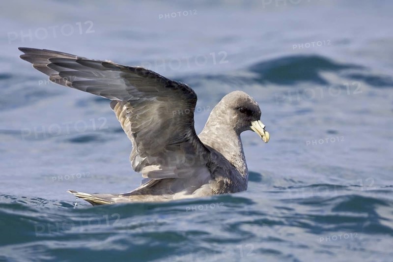 Northern Fulmar (Fulmarus glacialis), Washington, USA
