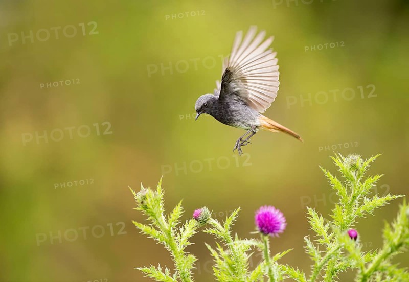 Black Redstart (Phoenicurus ochruros) male flying, Noordholland, Netherlands