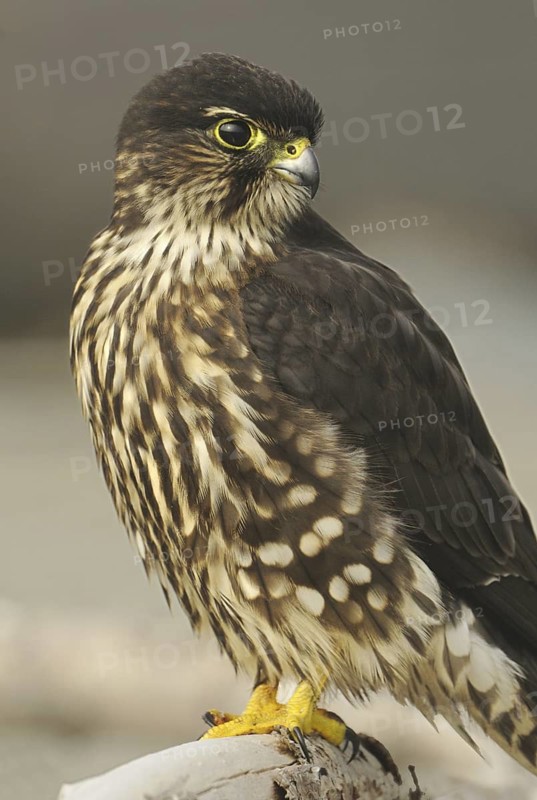 Merlin (Falco columbarius), Washington, USA
