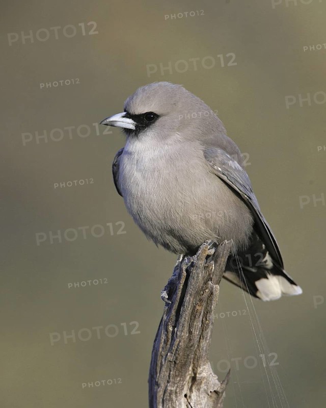 Black-faced Woodswallow (Artamus cinereus), Queensland, Australia