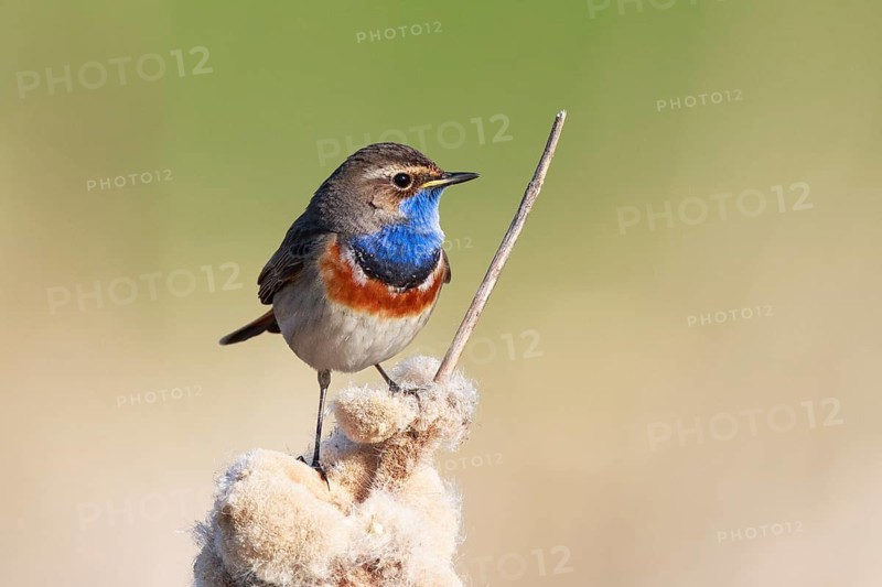 Bluethroat (Luscinia svecica cyanecula) male perched on a cattail, Netherlands