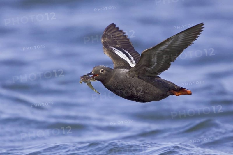 Pigeon Guillemot (Cepphus columba) flying, Washington, USA