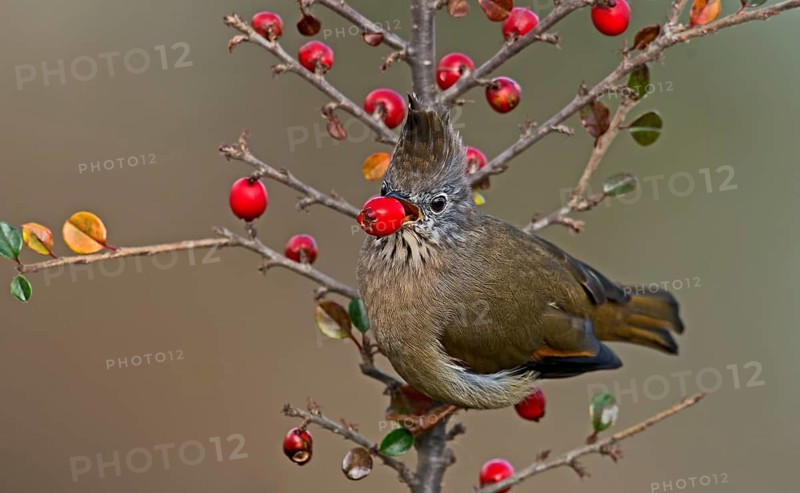 Stripe-throated Yuhina (Yuhina gularis) feeding on red berries, Darjeeling, India