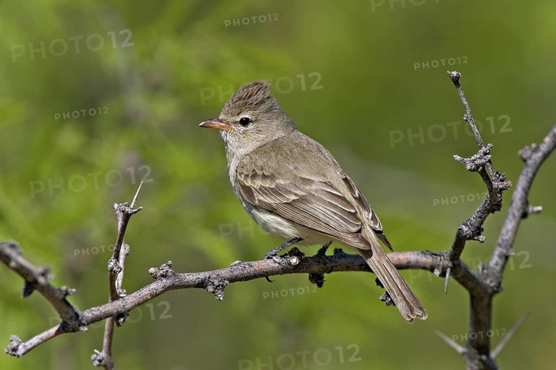 Northern Beardless-Tyrannulet Camptostoma imberbe Tucson, ARIZONA, United States 11 April Adult Tyrannidae