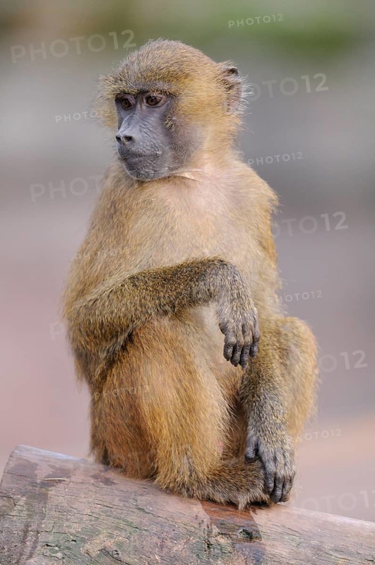 A baboon sits relaxed with its arms folded and observes its surroundings, Guinea baboon (Papio papio), captive, Germany