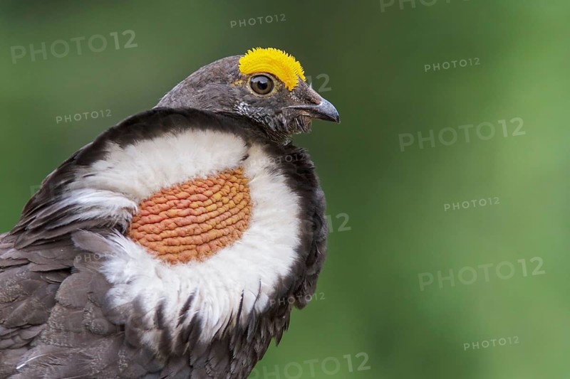 Sooty Grouse (Dendragapus fuliginosus) in the mountains of British Columbia, Canada