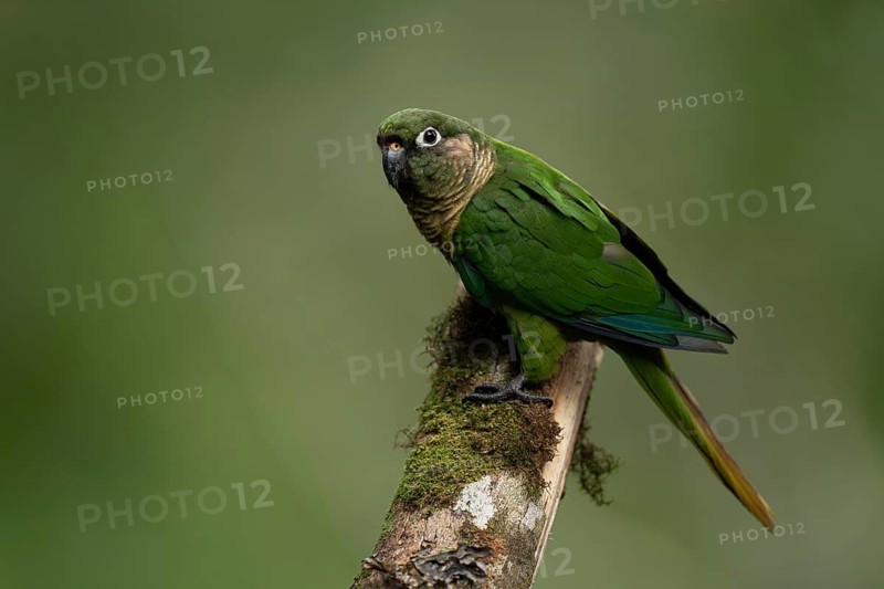 Maroon-bellied Parakeet (Pyrrhura frontalis) perched on a branch, Atlantic rainforest, Brazil