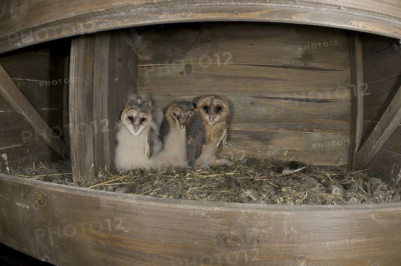 Western Barn Owl (Tyto alba) juvenile, Saxony, Germany