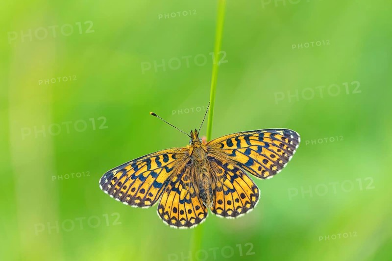 Small pearl-bordered fritillary, (Boloria selene), butterfly, butterfly, insect, macro, top view, Wadi Darbat, Salalah, Baden-Württemberg, Oman