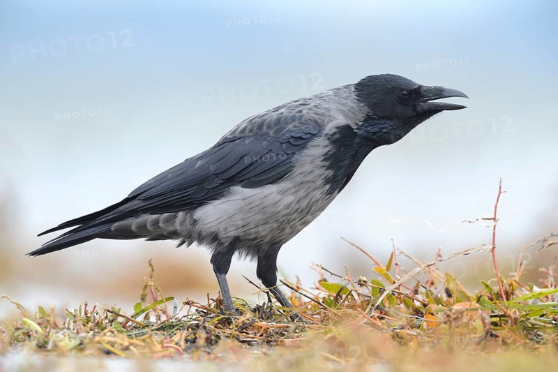 Hooded Crow (Corvus cornix), Mecklenburg-Western Pomerania, Germany