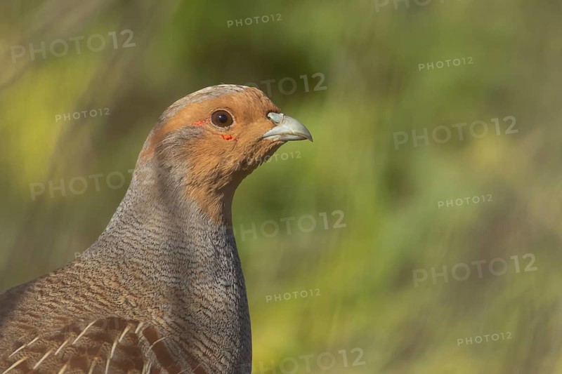 Grey or English or Hungarian partridge (Perdix perdix) adult game bird head portrait, Suffolk, England, United Kingdom