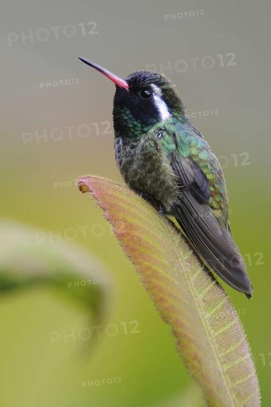 White-eared Hummingbird (Basilinna leucotis) male, Guatemala