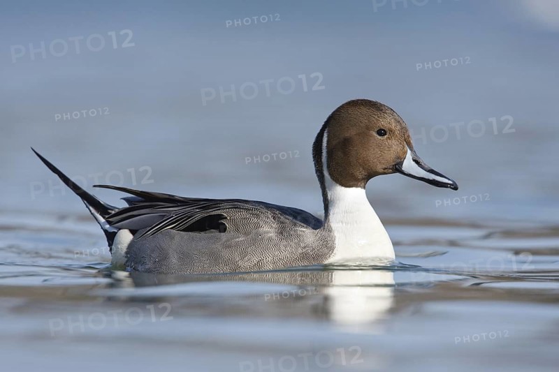 Northern Pintail (Anas acuta) male, Baden-Wuerttemberg, Germany