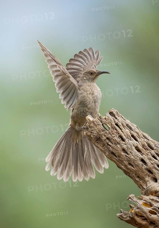 Curve-billed Thrasher (Toxostoma curvirostre), Arizona, USA