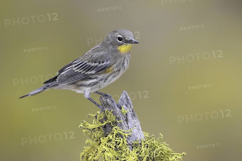 Audubon's Warbler (Setophaga auduboni), Oregon, USA