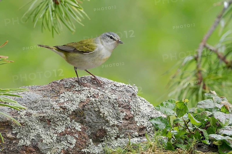 Tennessee Warbler (Leiothlypis peregrina) perched on the ground, Texas, USA