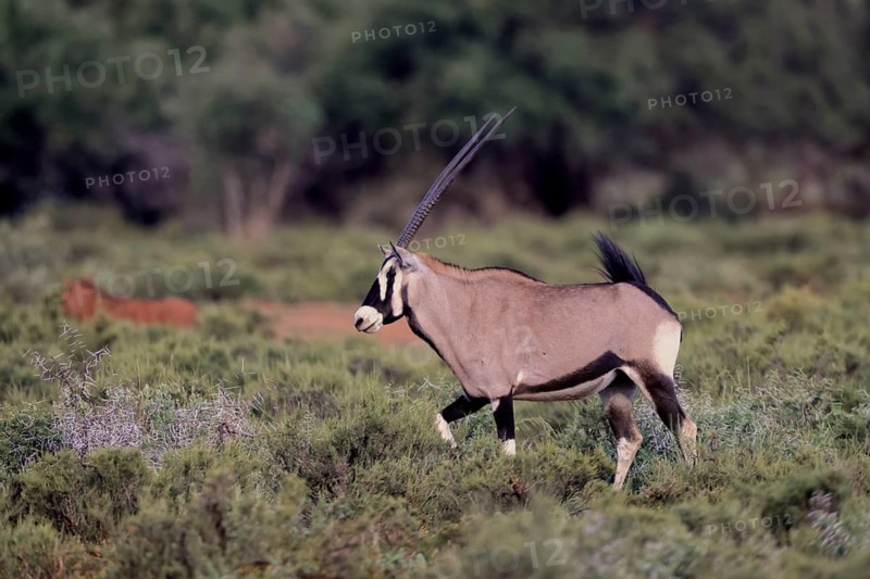 Oryx gazella, South African spikebuck, adult, running, foraging, Mokala National Park, Northern Cape, South Africa