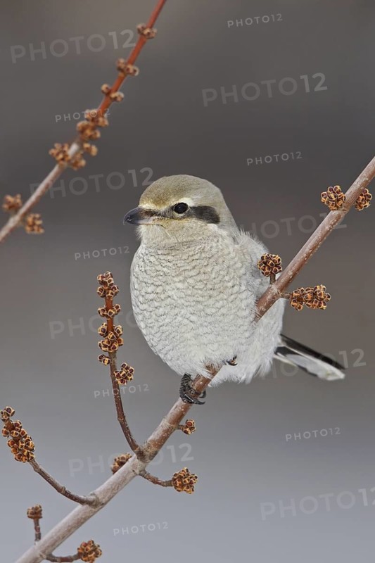 Great Grey Shrike (Lanius excubitor) female, Ontario, Canada