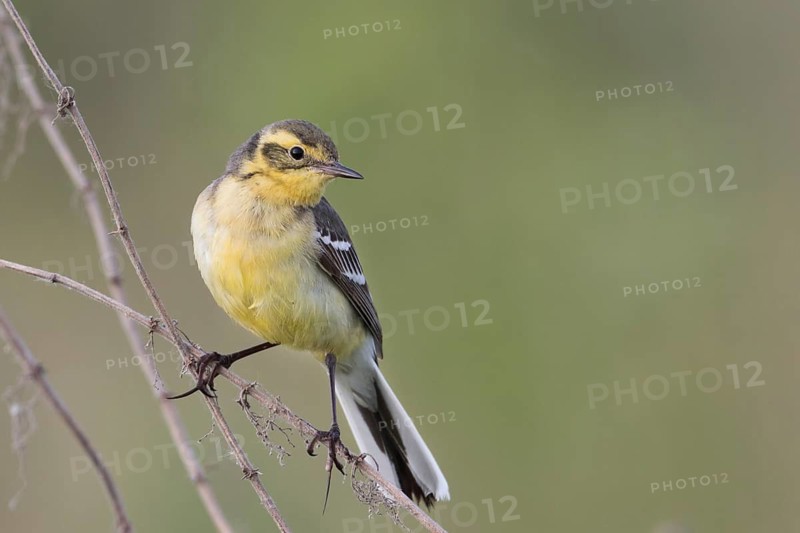 Citrine Wagtail - Zitronenstelze - Motacilla citreola ssp. citreola, Russia