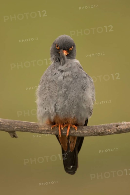 Red-footed Falcon (Falco vespertinus) adult male preening, perched on a branch, Serbia