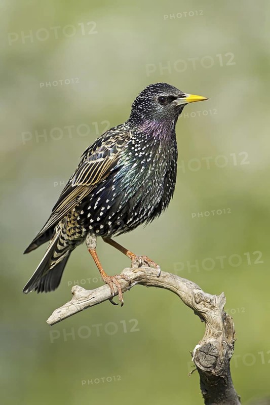 Common Starling (Sturnus vulgaris), Lower Saxony, Germany