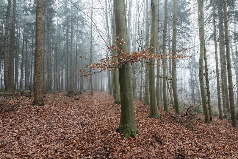 Forest landscape in fog, Emsland, Lower Saxony, Germany