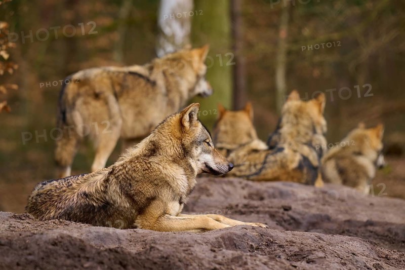 Several wolves on a hill in a quiet forest screen, wolf (Canis lupus), Germany