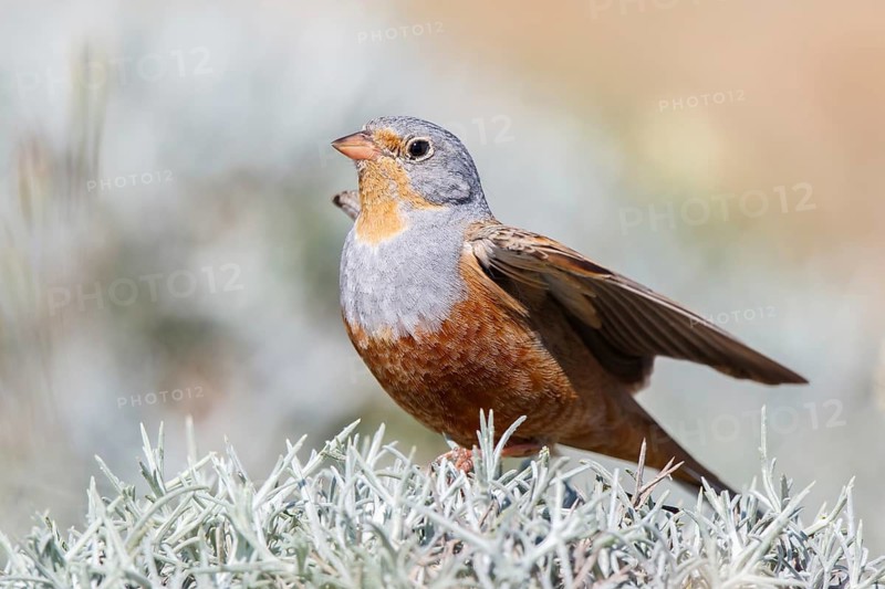 Cretzschmar's Bunting (Emberiza caesia) male, Lesvos, Greece