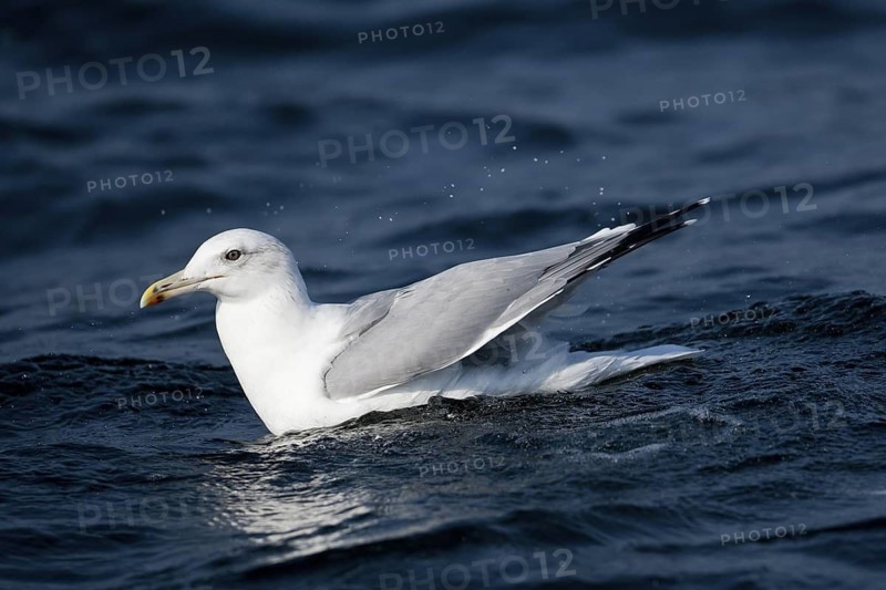 Caspian Gull (Larus cachinnans), North Sea, Germany