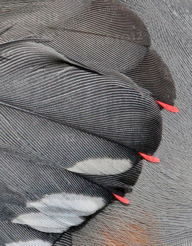 Bohemian Waxwing (Bombycilla garrulus) waxy tips, Saskatchewan, Canada