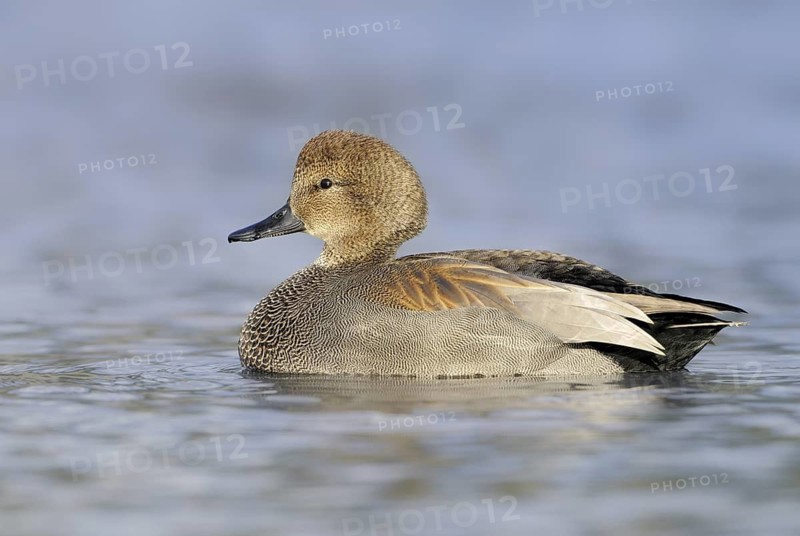 Gadwall (Mareca strepera) male, British Columbia, Canada