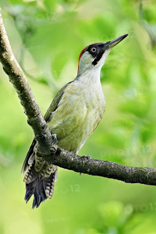 Green woodpecker, (Picus viridis), female sitting on a branch, Canton Zug, Switzerland