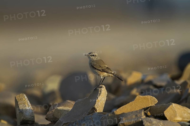 Red-tailed Wheatear (Oenanthe chrysopygia), Oman