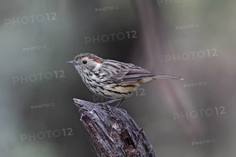 Speckled Warbler (Pyrrholaemus sagittatus) female, Australian Capital Territory, Australia