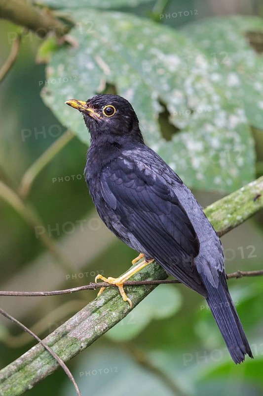 Yellow-legged Thrush (Turdus flavipes) perched on a branch in the Atlantic rainforest of southeast Brazil