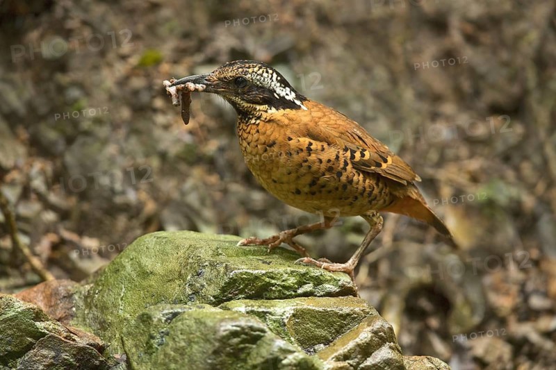 Eared Pitta (Hydrornis phayrei) male carrying worm to feed young, Kaeng Krachan, Thailand