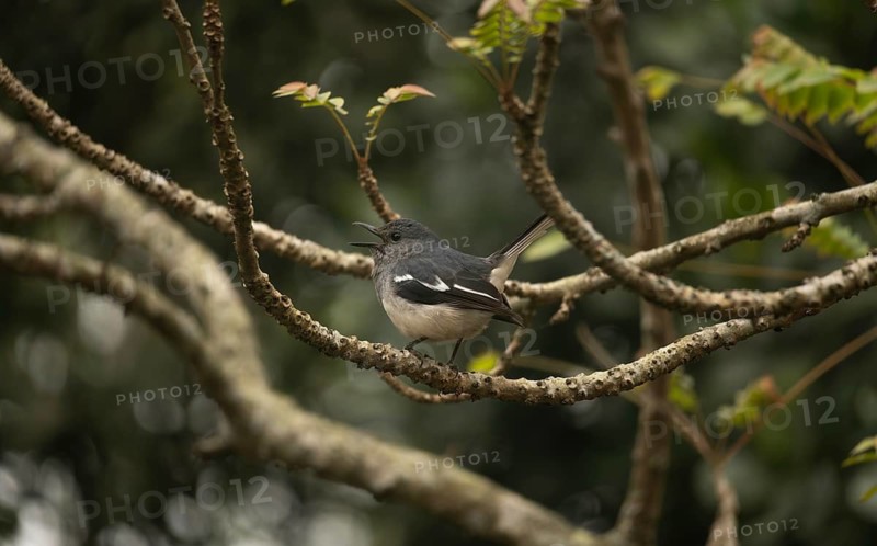 A Oriental magpie-robin (Copsychus saularis) on tree branch, Sreepur, Gazipur, Bangladesh