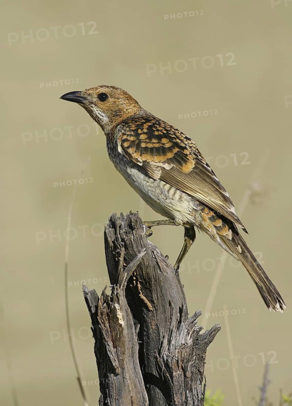 Spotted Bowerbird (Chlamydera maculata), Queensland, Australia